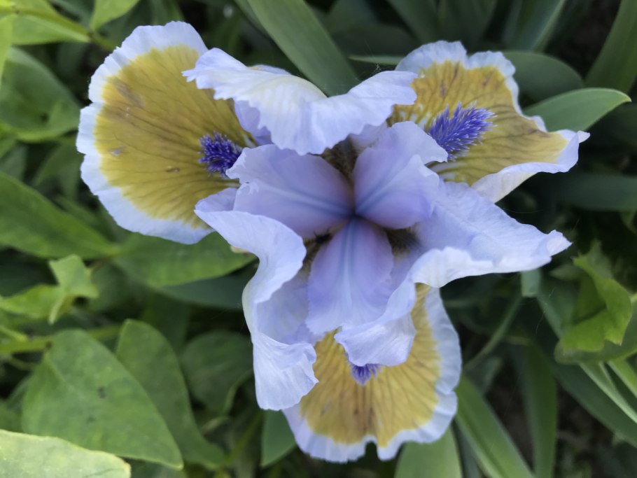 Ирис Спаниш Эмпайр