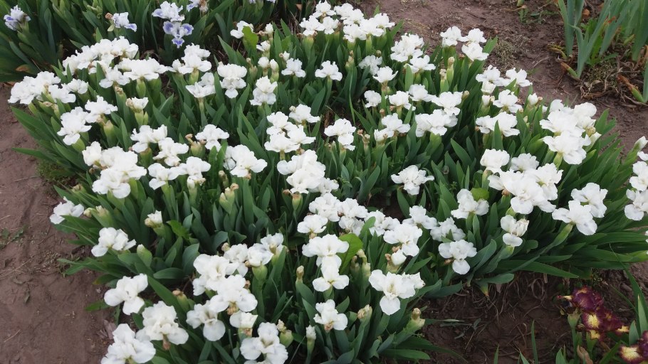Фотографии желтых ирисов на огороде
