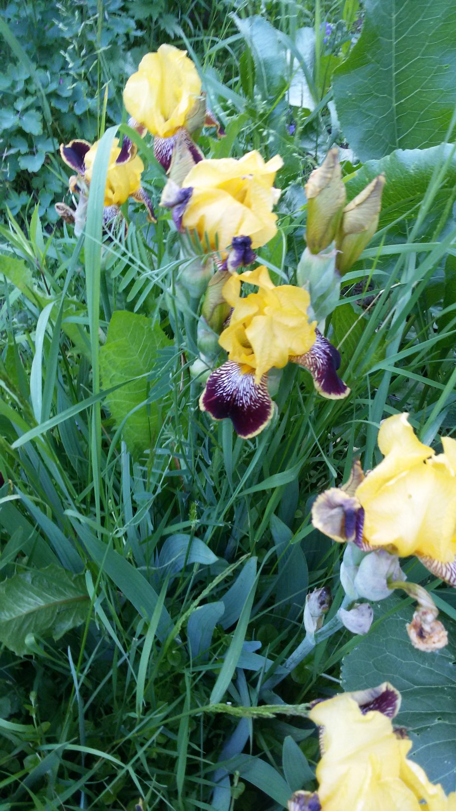 Ирисы панорамное фото