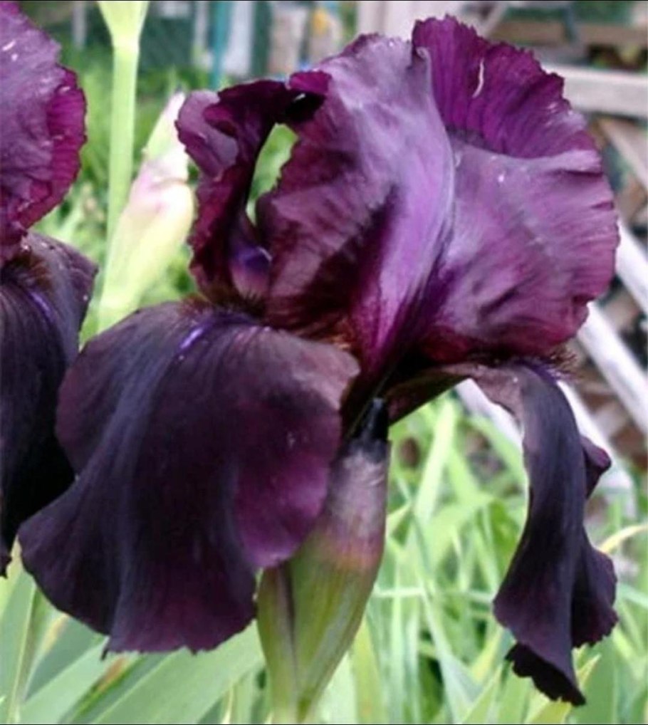 Ирис карликовый Шайнинг Фру