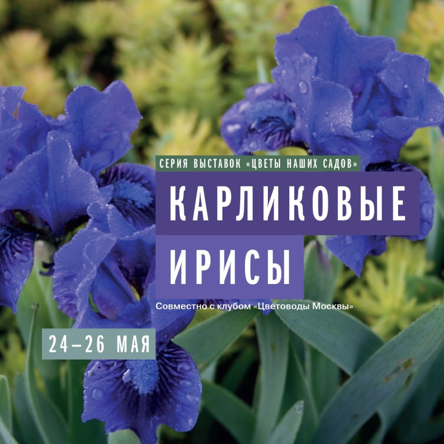 Ирис карликовый Eyebright