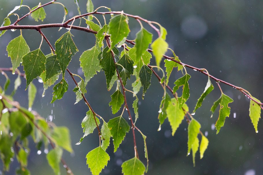 Betula Alba рисунок