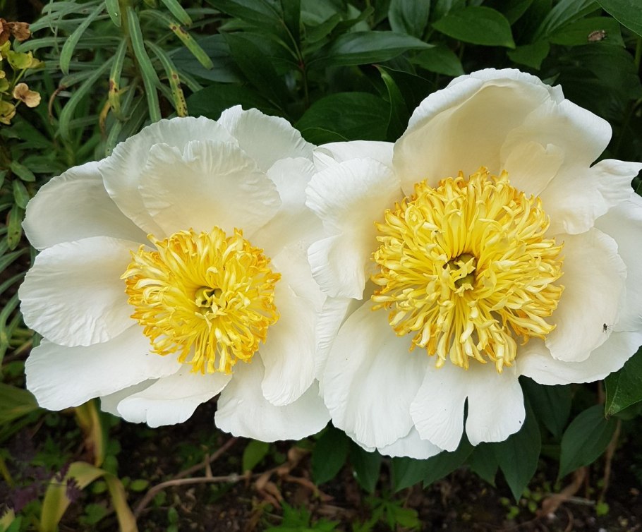 Пион моон Ниппон