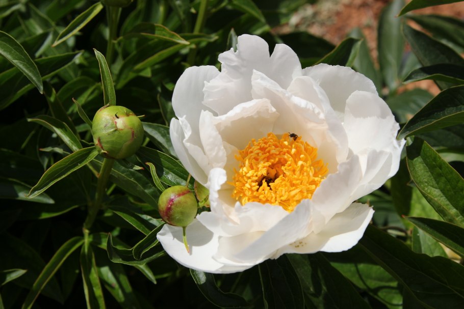 Пион Moon of Nippon