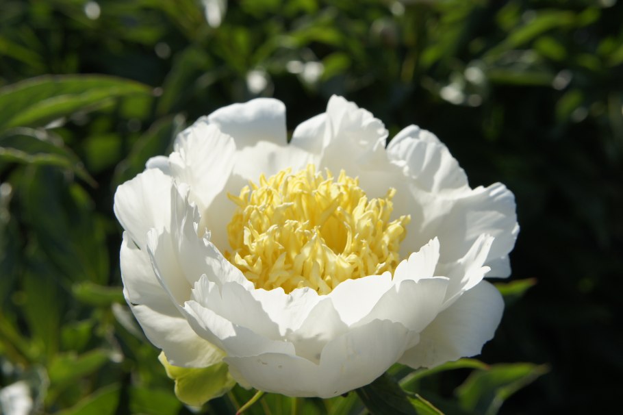 Пион Ниппон белый