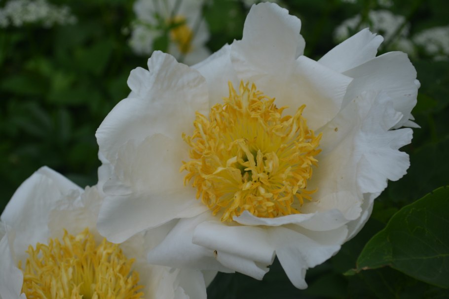 Пион Мун Ниппон