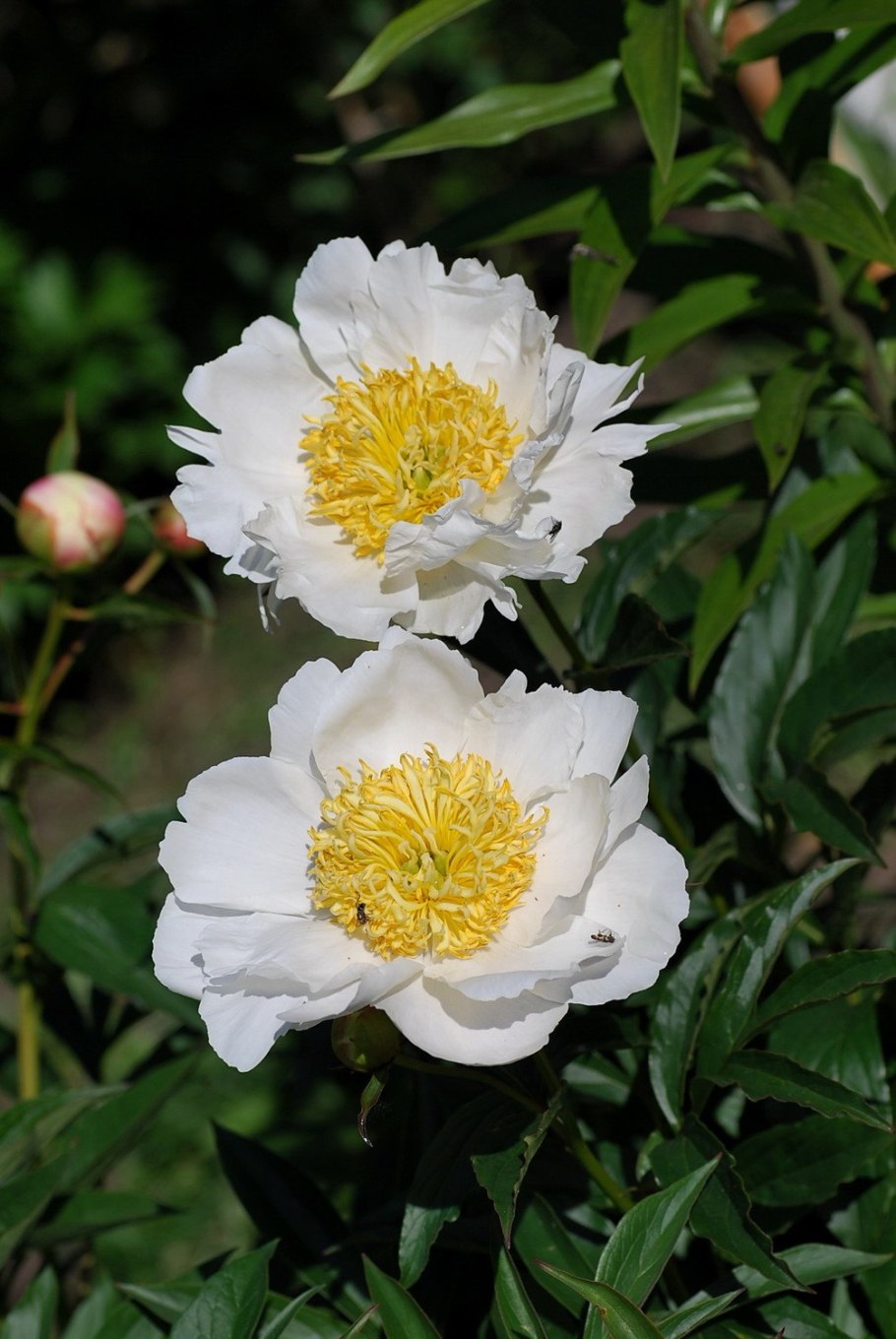 Пион молочноцветковый 'nice gal'