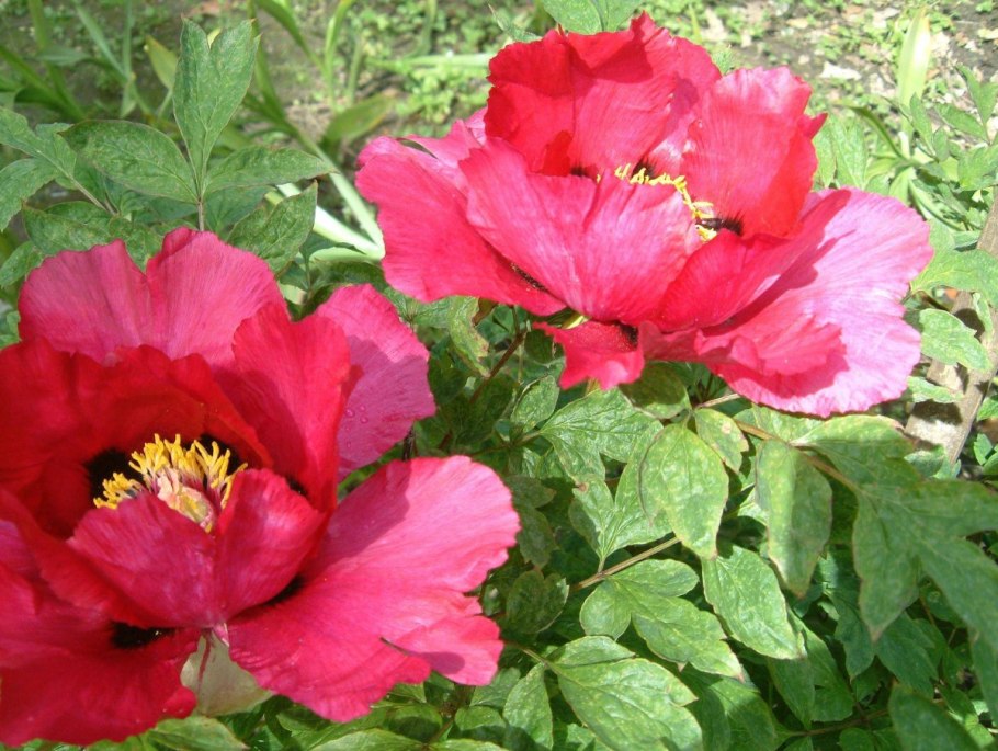 Пион молочноцветковый Ду Телл