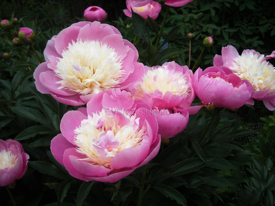 Пион молочноцветковый Боул оф Бьюти