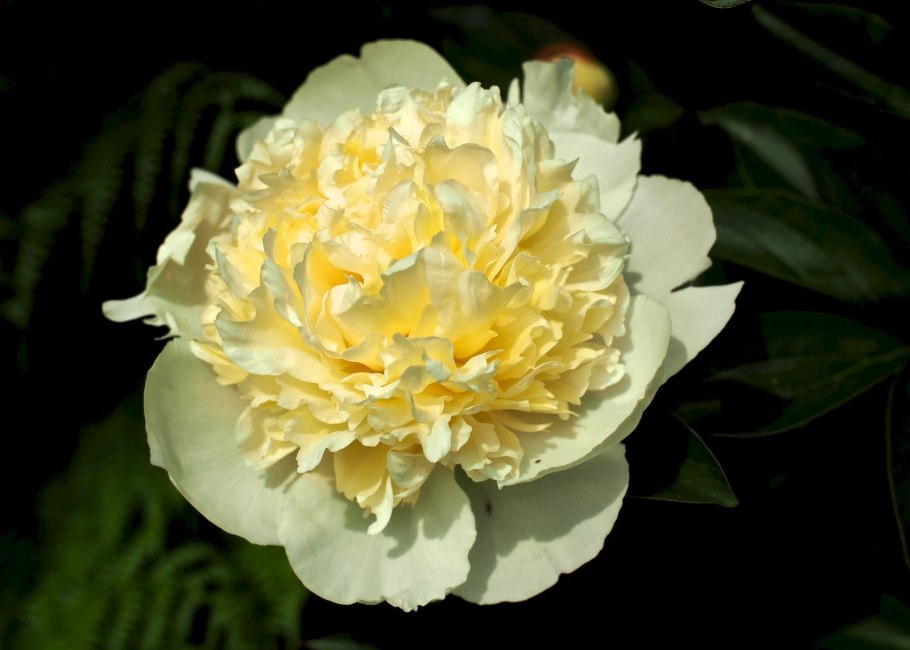 Пион Гай Пэри