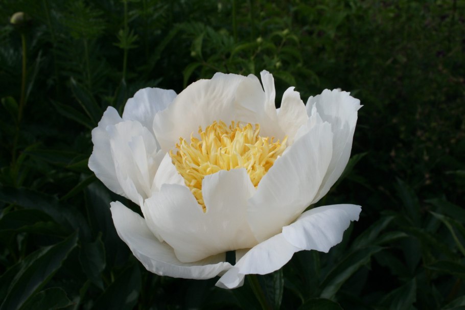 Пион Прейри Чарм