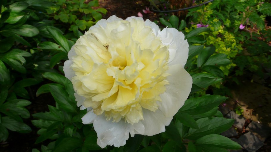 Пион лейт Виндфлауэр