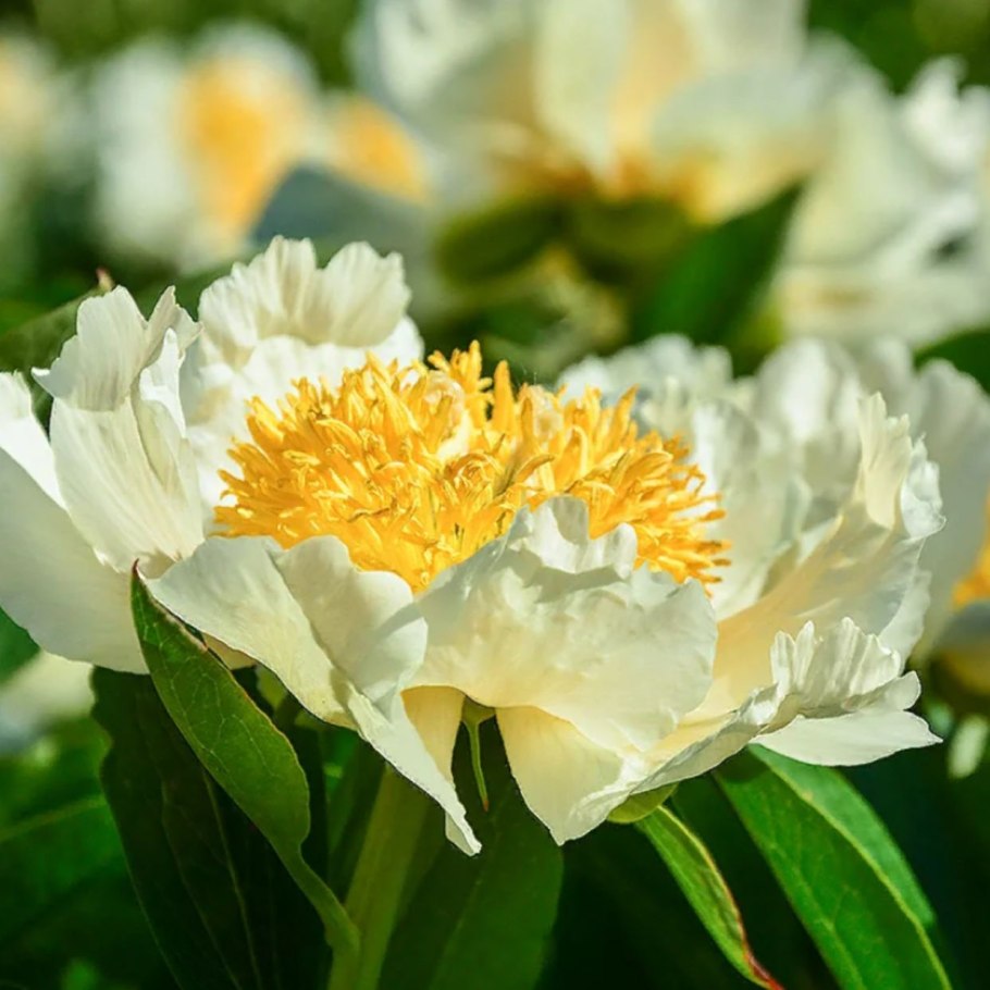 Пионы отечественные сорт богатырь