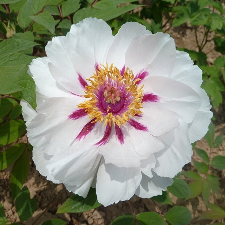 Бартцелла Ито пион