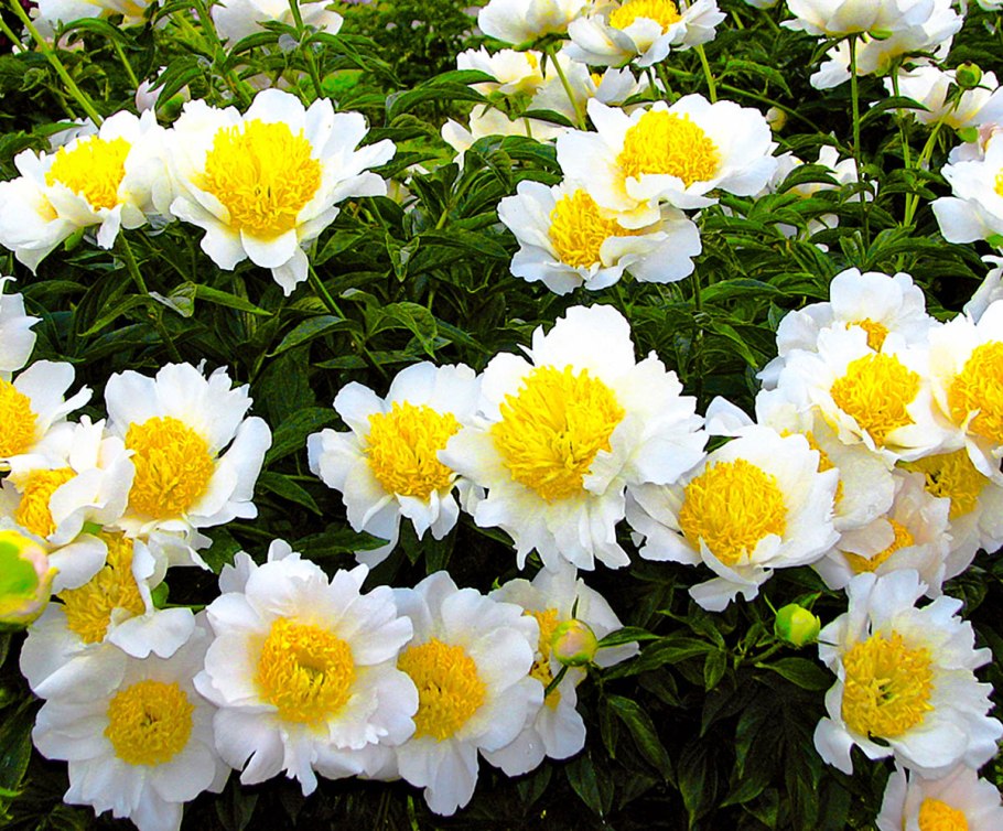 Пион Мунрайз