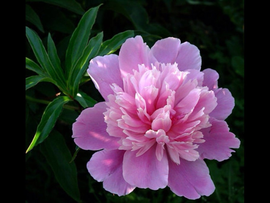 Пион Уолтер Мейнс