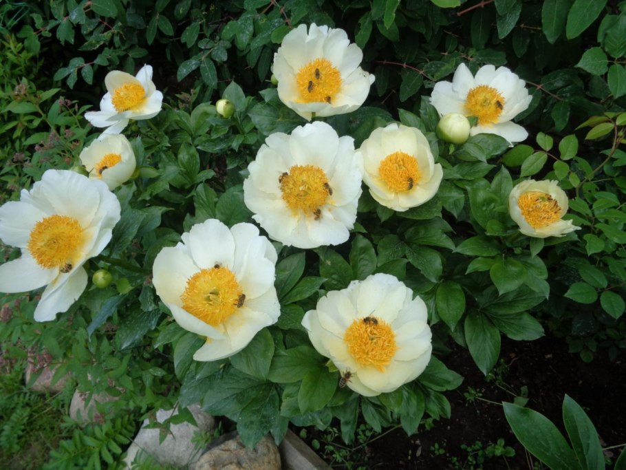 Пион Мистер Хамерик