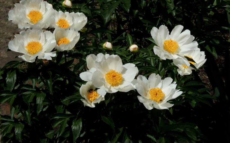 Пион молочноцветковый Мун оф Ниппон