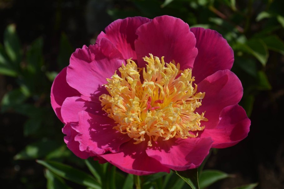 Пион древовидный 'Yue Gong Zhu Guang'