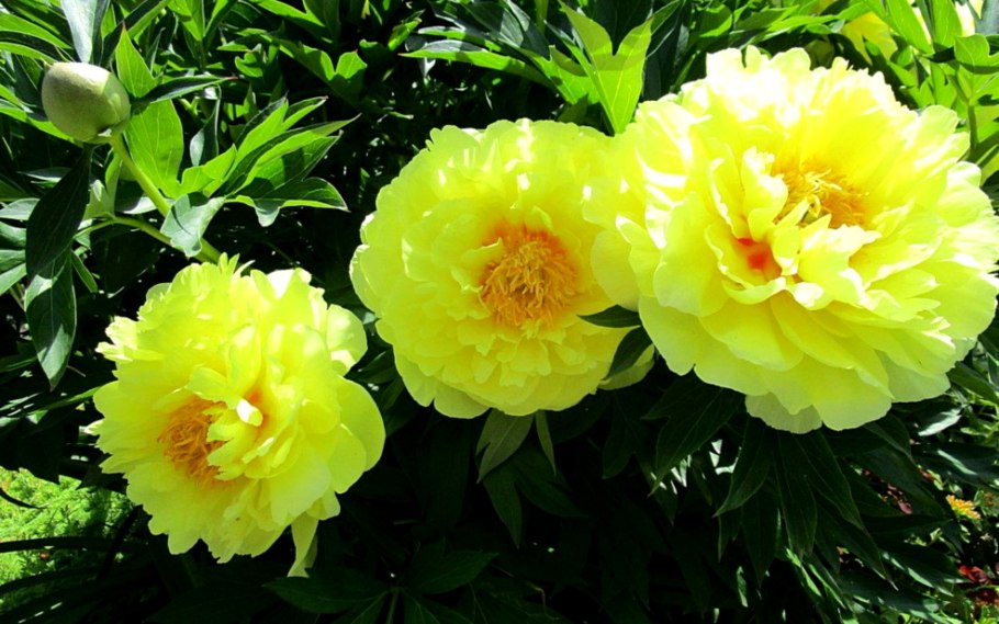 Пион древовидный гигант из Хемозы