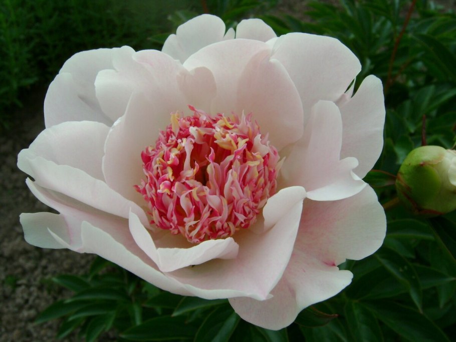 Пион молочноцветковый сорбет