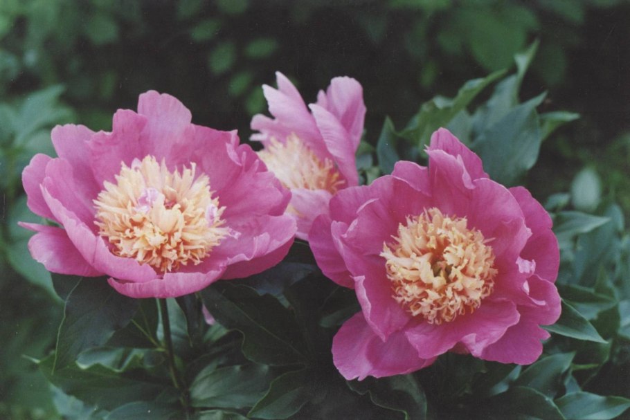 Пион Ивнинг Дрим