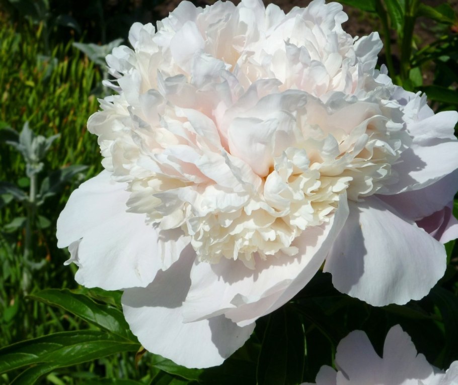 Пион травянистый Ниппон Бьюти