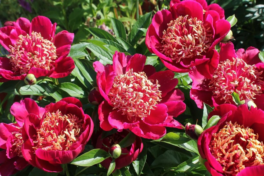 Пион травянистый Жемчужная россыпь