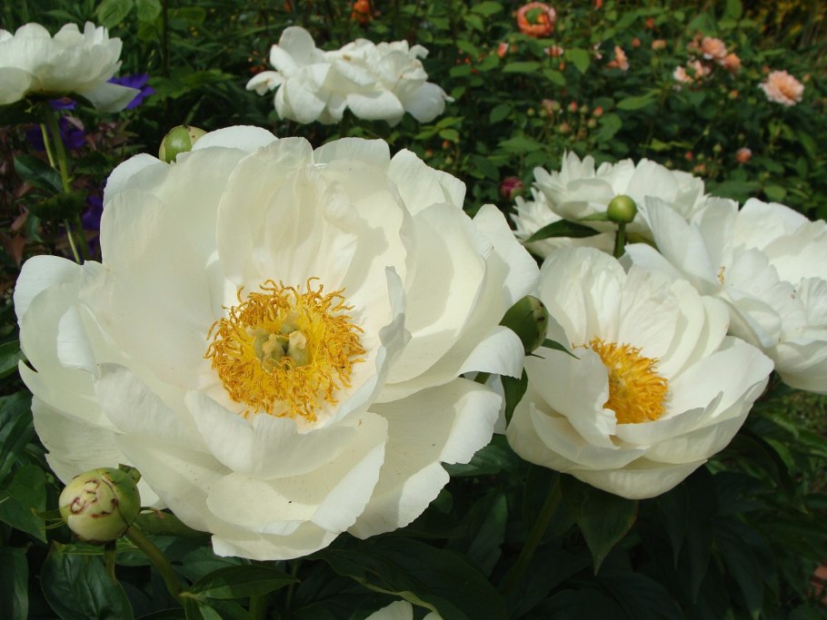 Пион молочноцветковый Мун Ривер