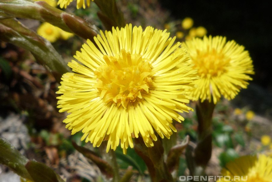 Мать и мачеха в стакане