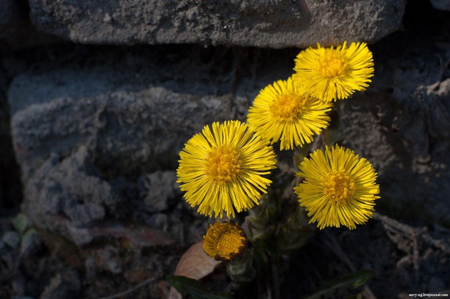 Мать-и-мачеха обыкновенная
