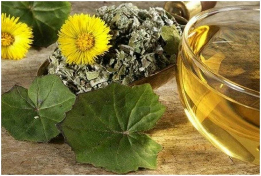 Весенние цветы мать и мачеха