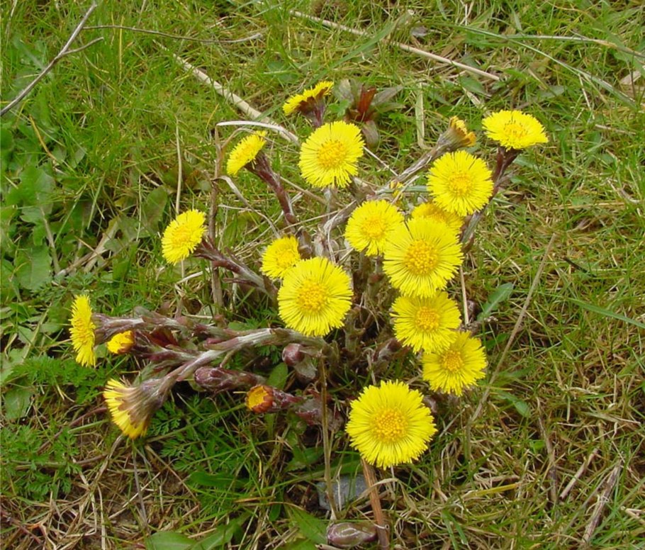 Весна мать и мачеха