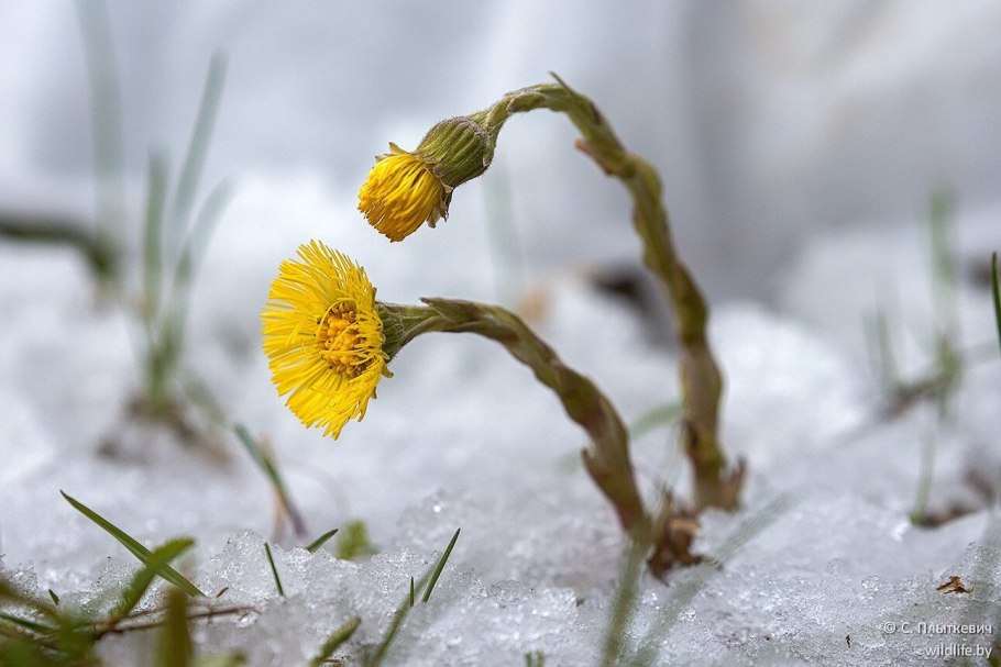 Мать и мачеха чай