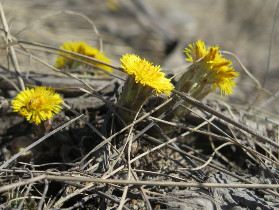 Мать-и-мачеха обыкновенная