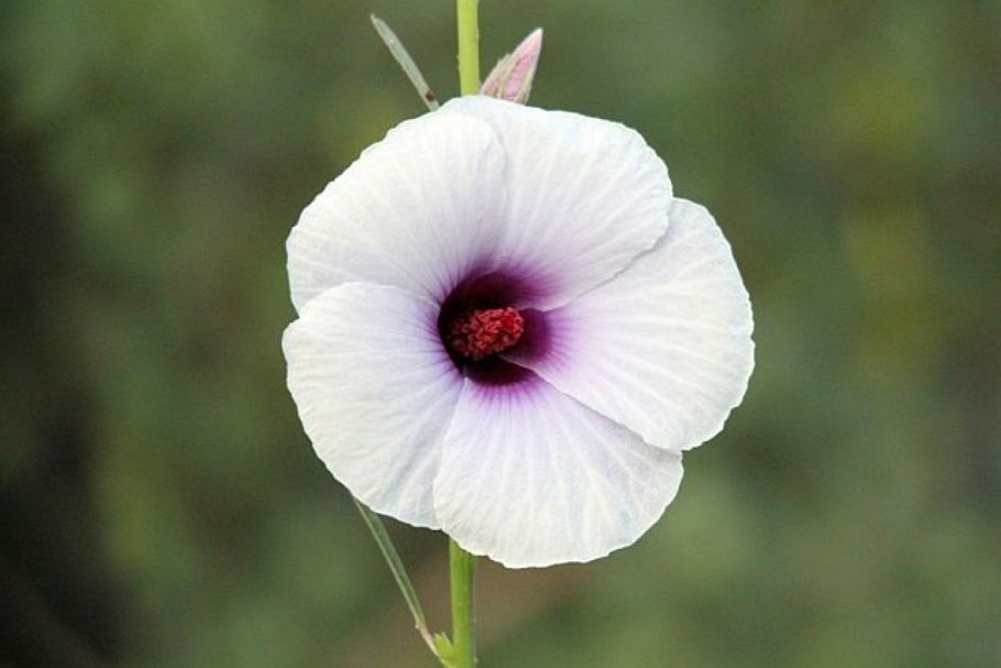 Кенаф растение