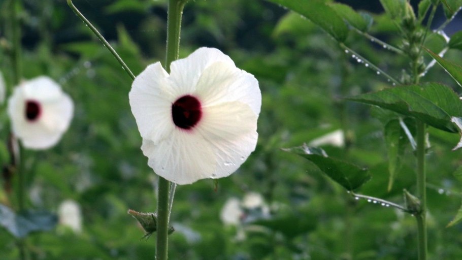 Гибискус коноплёвый фото