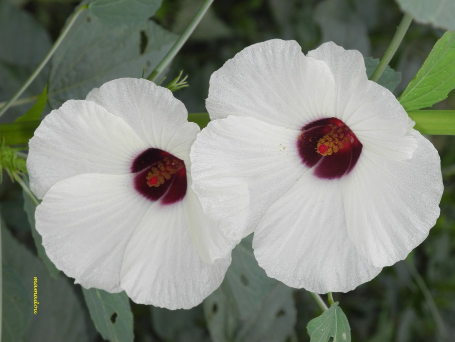 Гибискус коноплёвый