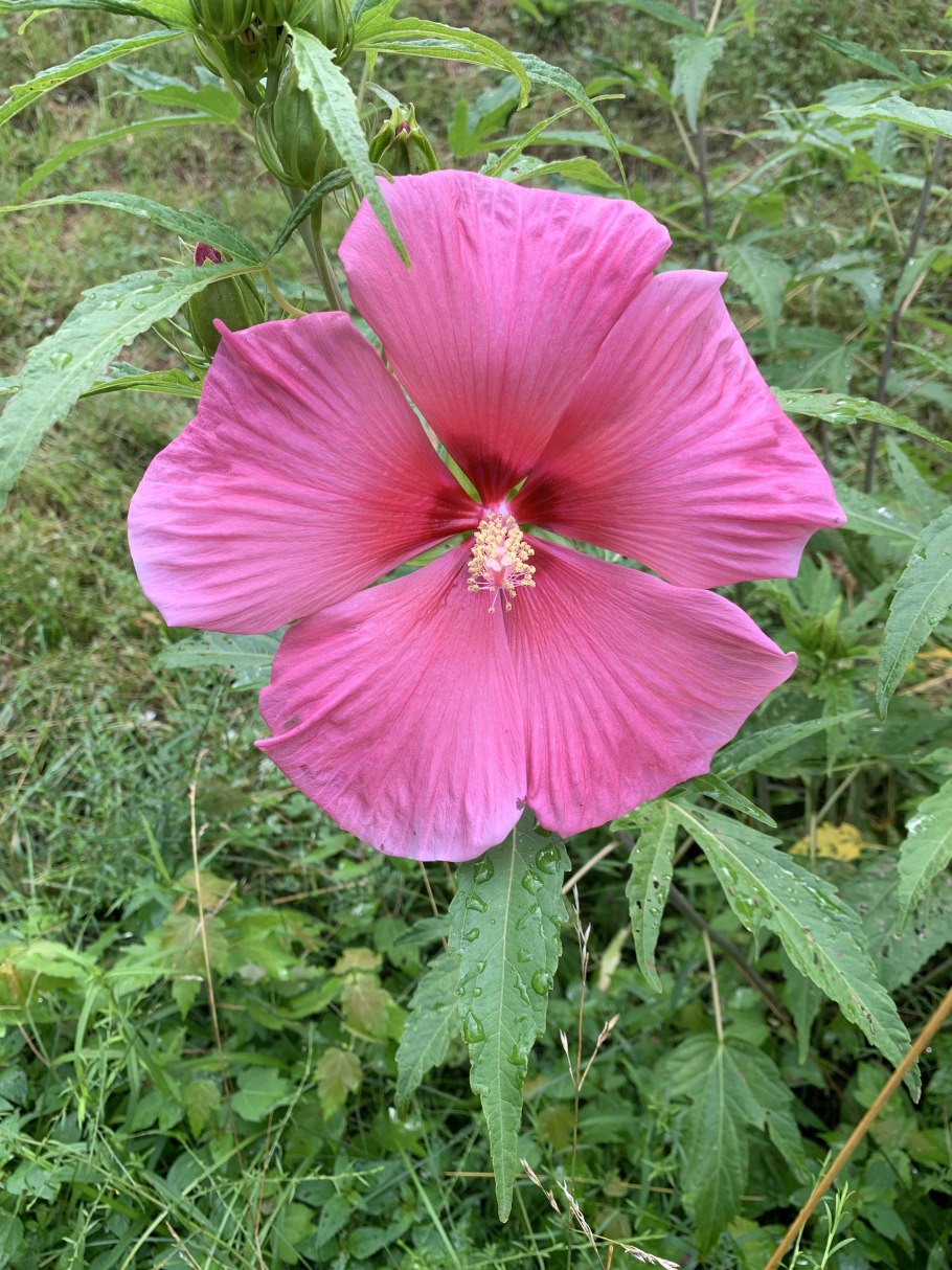Каноп (Hibiscus cannabinus) ўсмлиги
