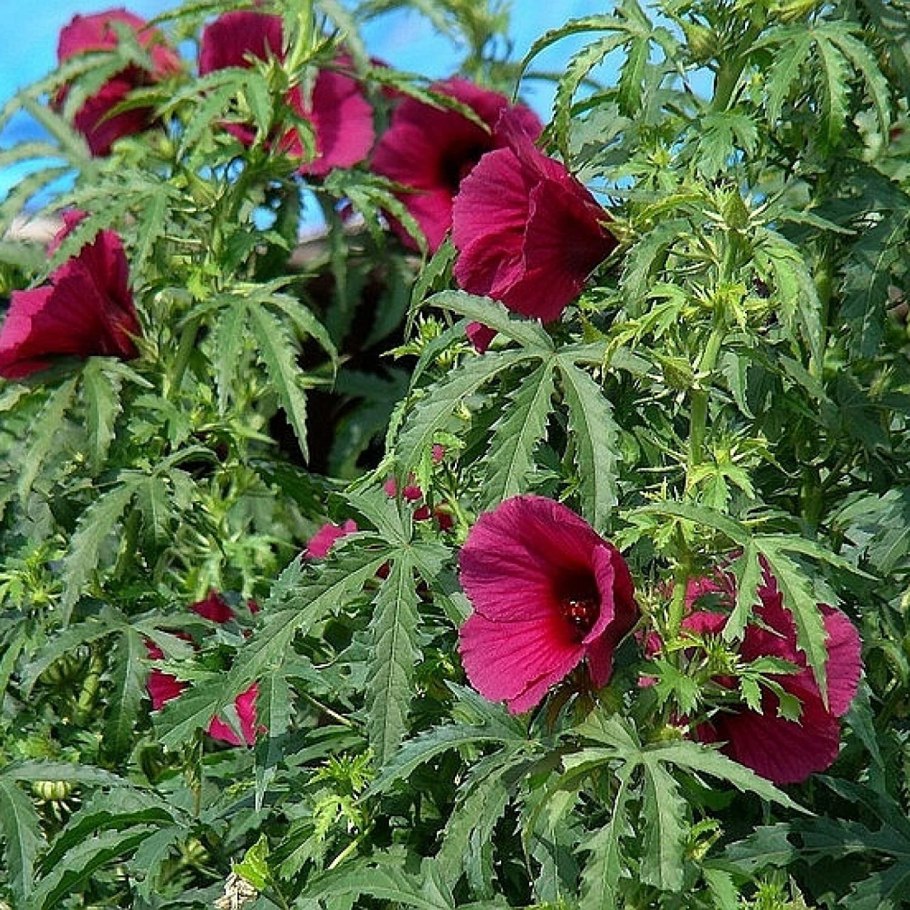 Hibiscus cannabinus