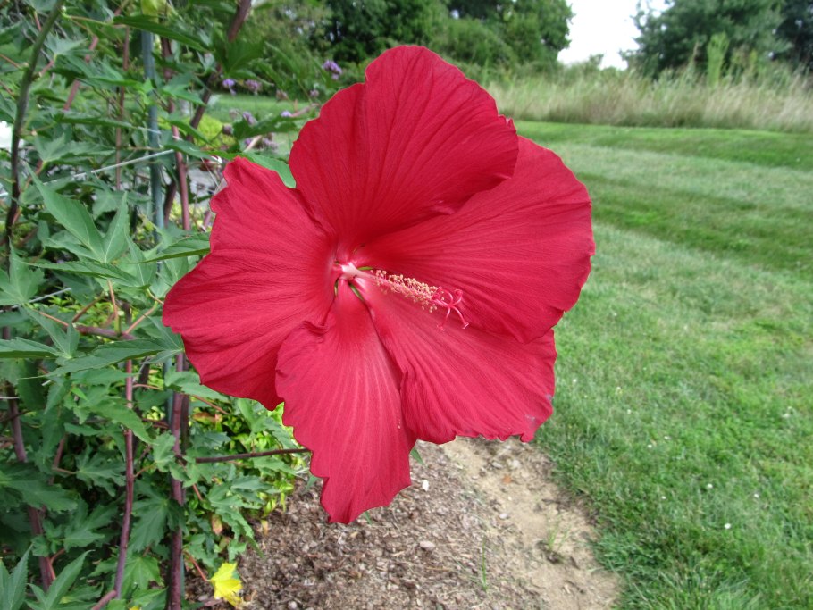 Болезни kenaf