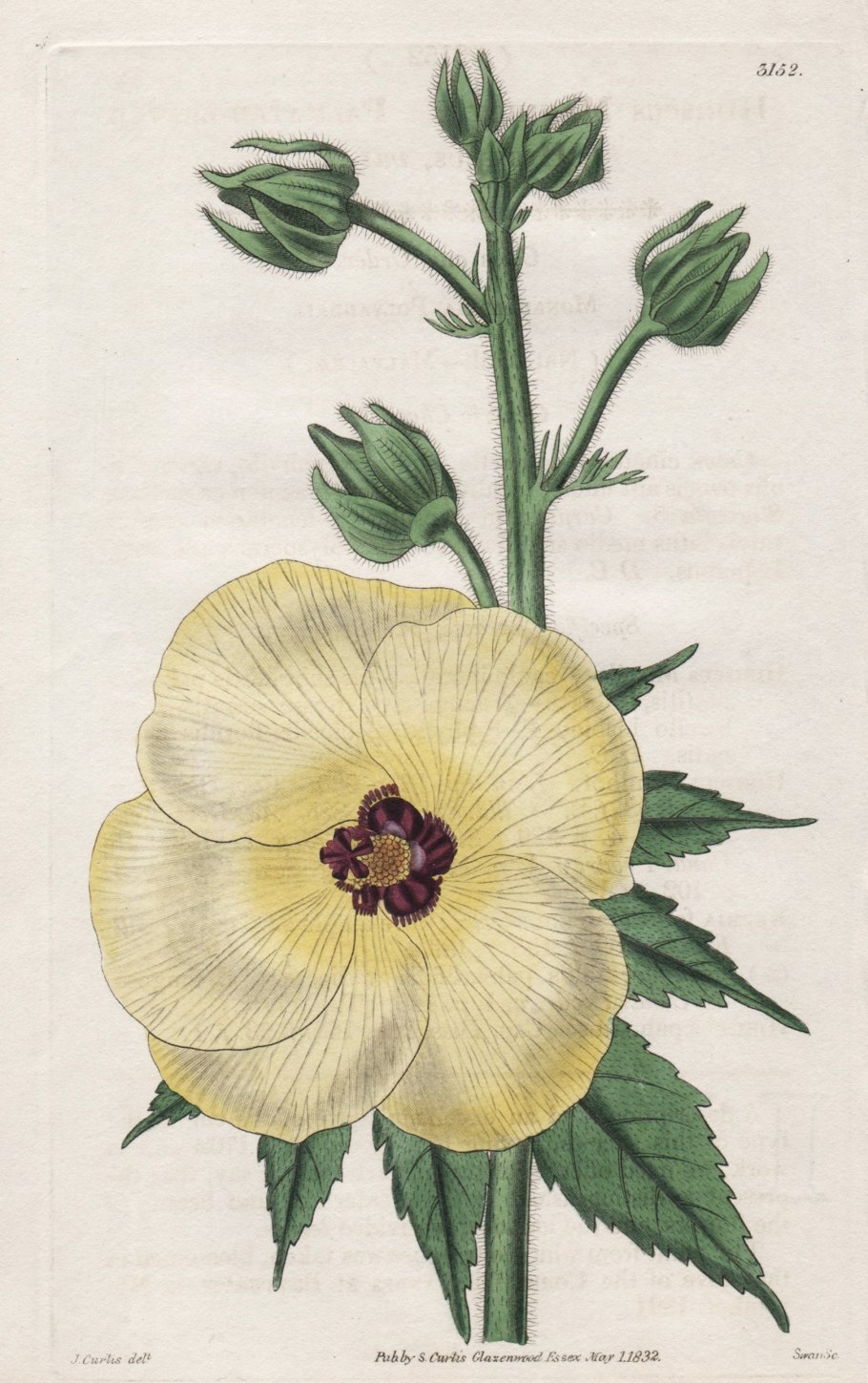 Гибискус коноплёвый