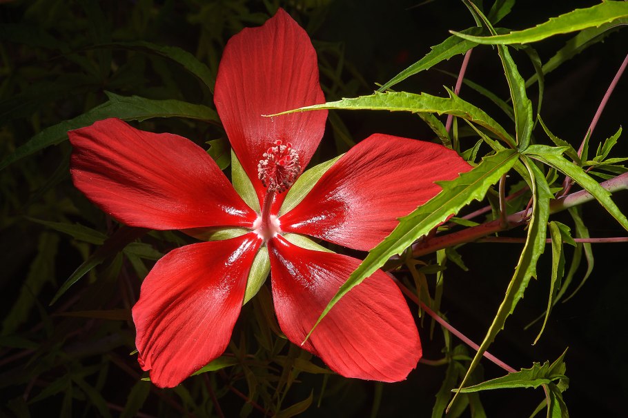 Гибискус Red Snapper