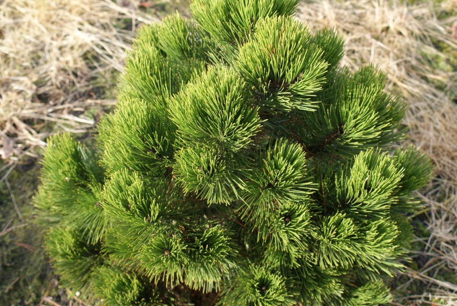 Гигантская Секвойя