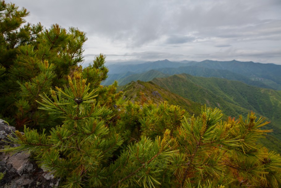 Сосна Кедровая Глаука