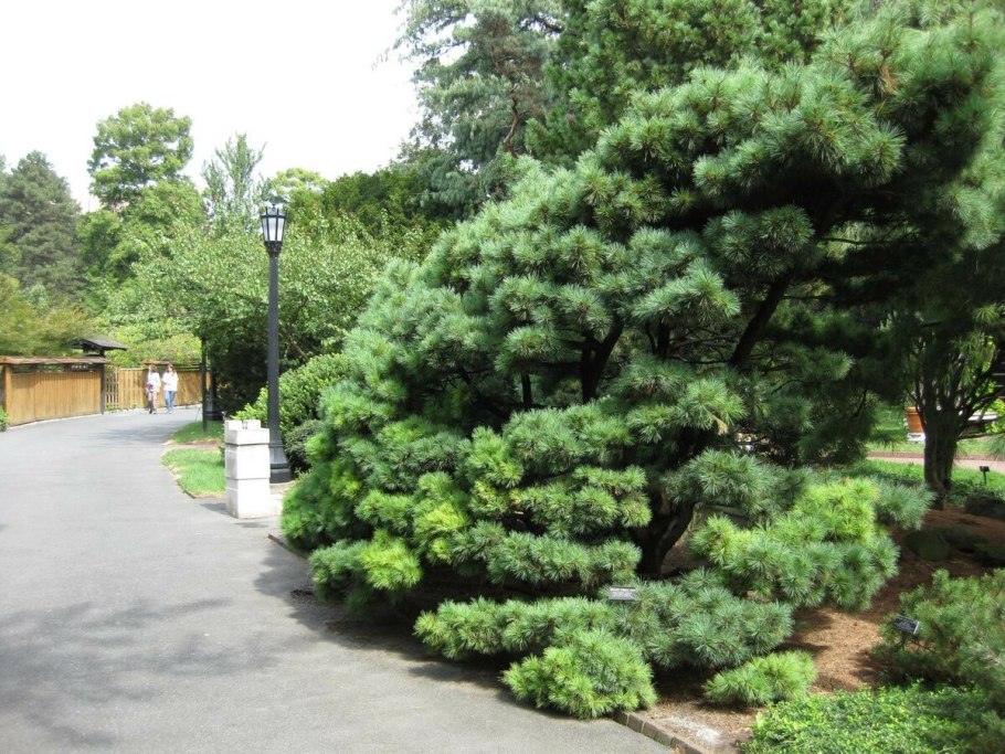 Pinus mugo 'Allgau'