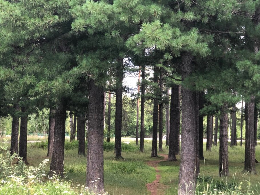 Сосна Горная Pinus mugo Dezember Gold