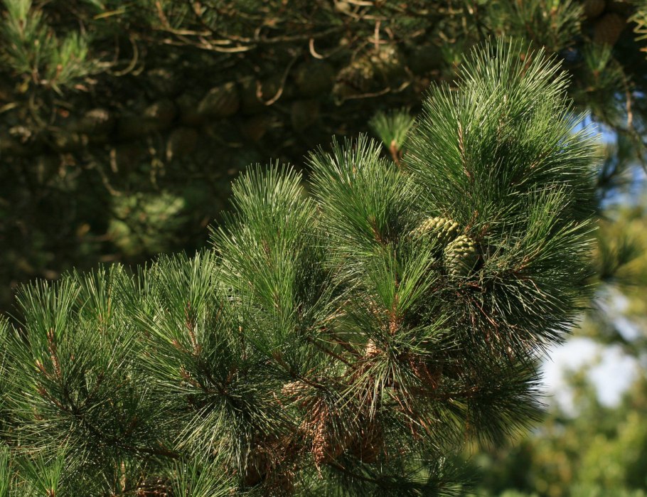 Сосна Кедровая стланиковая Кедровый стланик