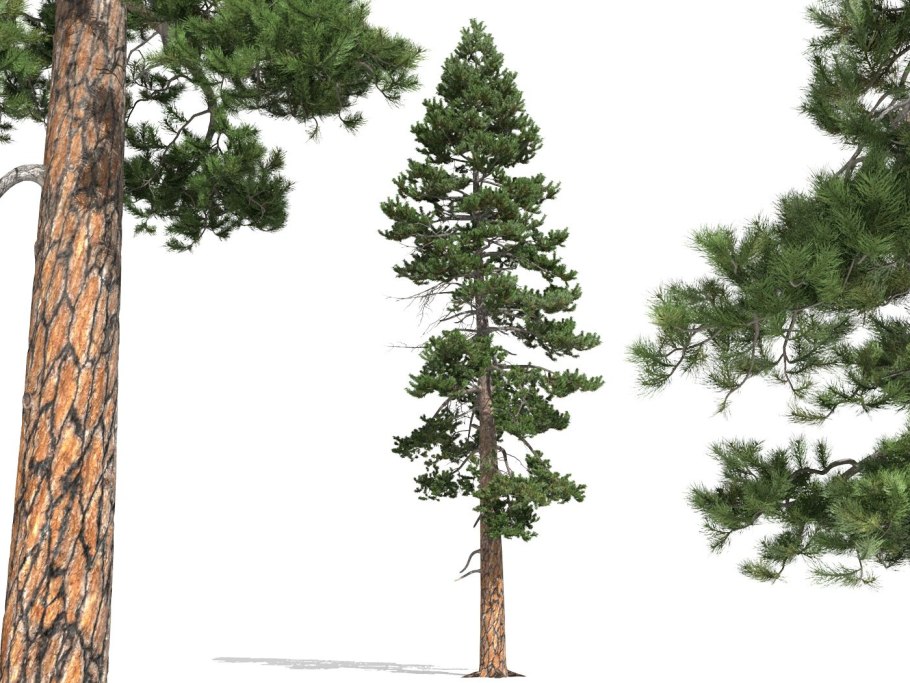 Сосна Pinus Sylvestris