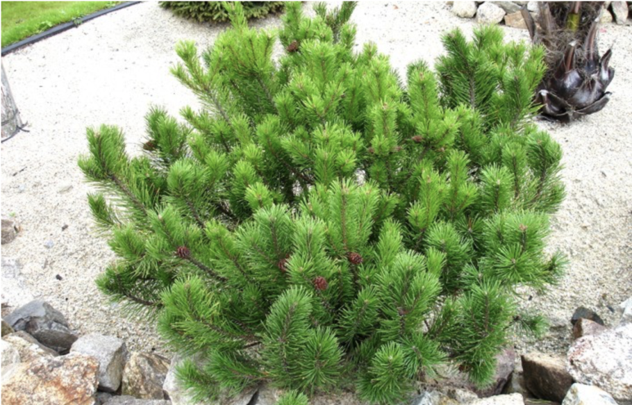 Сосновый Бор 1600